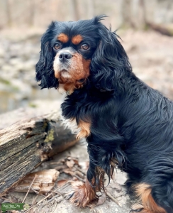 King Charles Cavalier Stud Listing Image