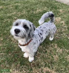 Mini Bernedoodle Stud Listing Image