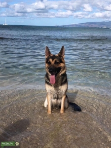 Black/Tan/Silver German Shepherd (Male) Listing Image
