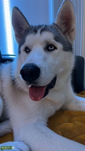 Looking for a female husky Listing Image