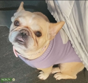 Meet The Beautiful Bella!  We Need Stud Quickly  Listing Image