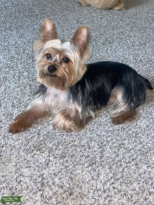 Stud Yorkie  Listing Image