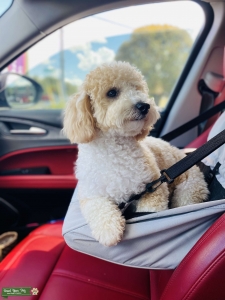 Apricot/White Bichonpoo Listing Image