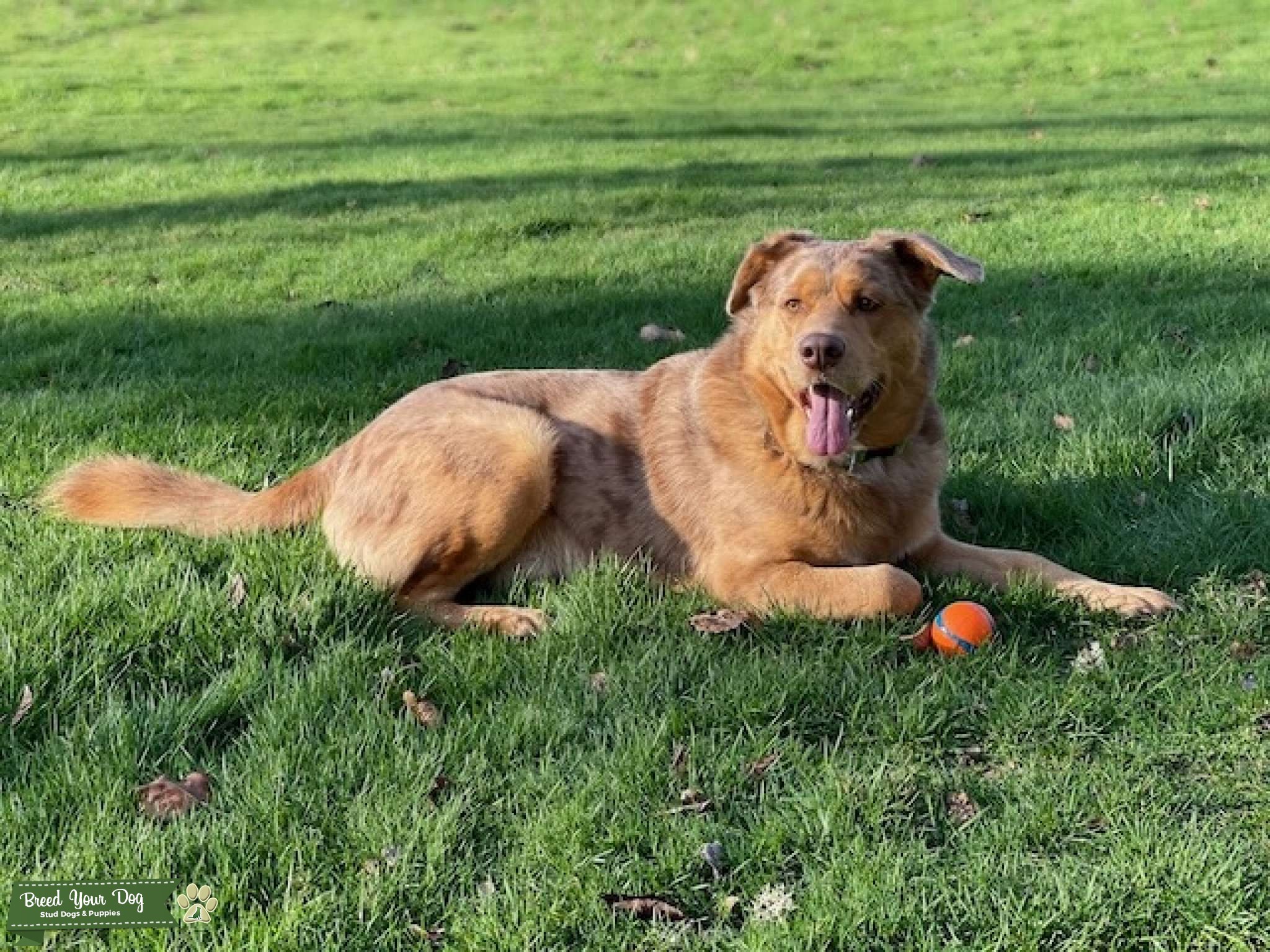 Mixed Breed Male Dog Healthy, Intelligent, Athletic, and WellBehaved