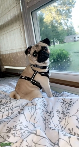 Looking for a lovely lady Listing Image