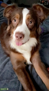 Red tri Merle  Listing Image