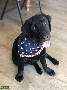American Labrador Retriever  Listing Image