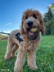 GoldenDoodle Listing Image
