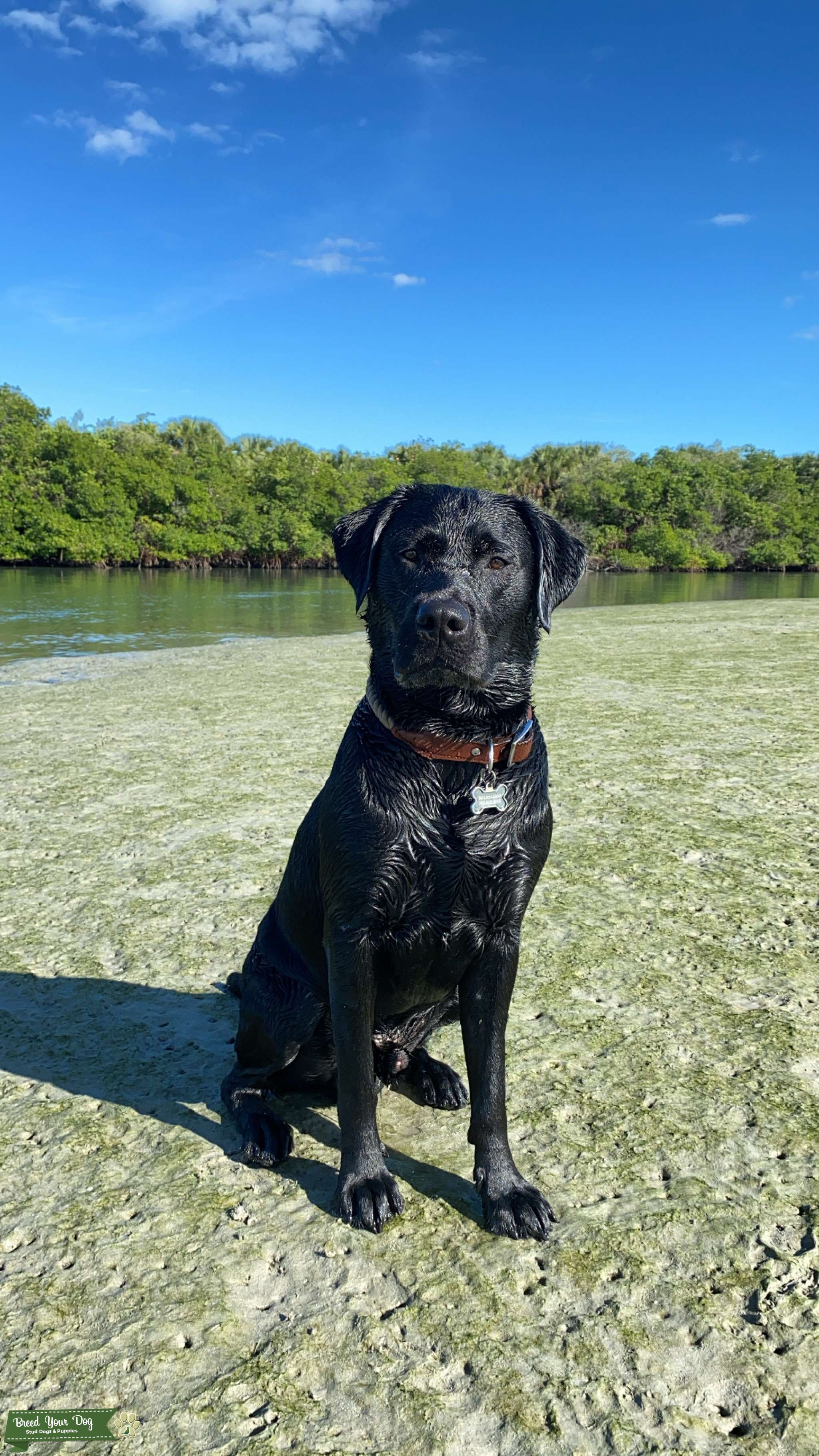 AKC Registered Black English Lab Stud Dog in Florida, the United