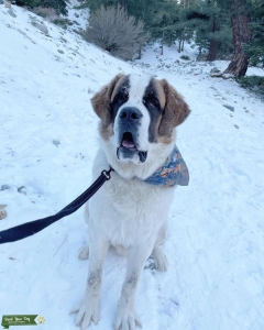 Male St. Bernard  Listing Image