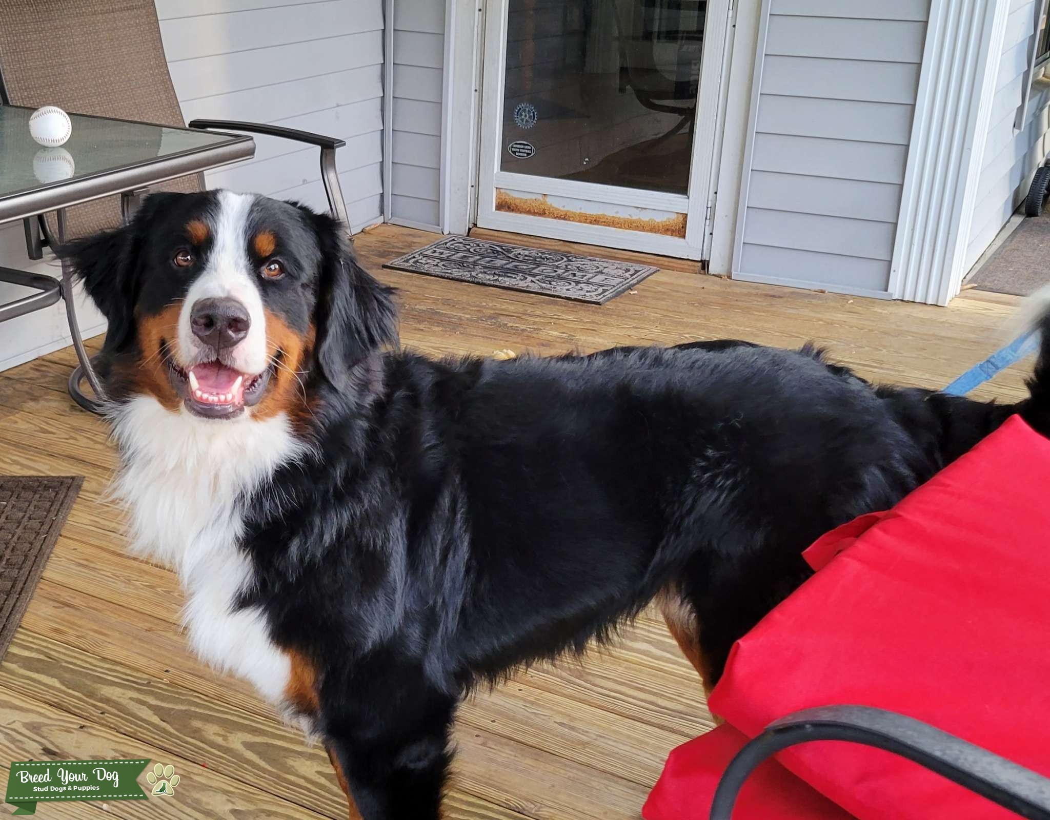 Bernese Mountain Dog Stud Dog in OH, Luxembourg Breed Your Dog