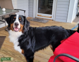 Bernese Mountain Dog Listing Image