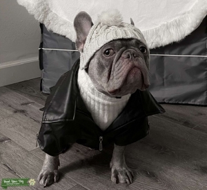 Lilac-Tan Trindle Frenchie Listing Image