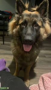 Pure German Shepard Stud Listing Image