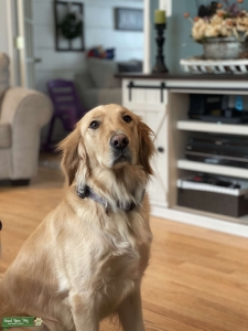 Pure bred golden retriever  Listing Image