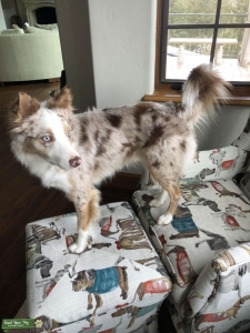 Red Merle  Listing Image