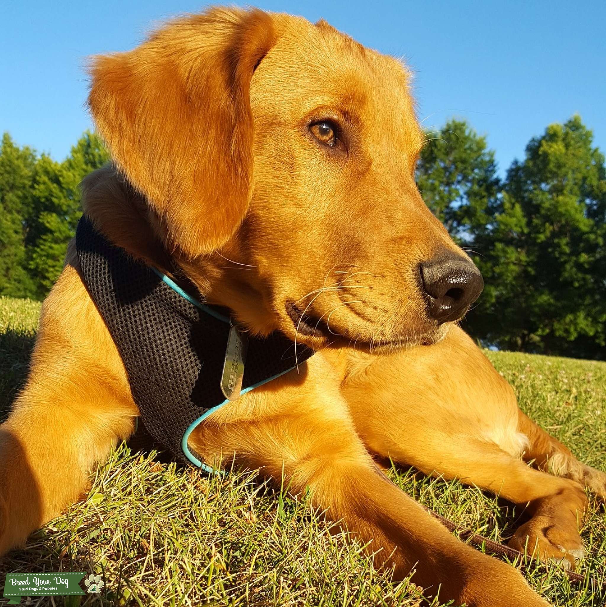 Purebred Golden Retriever For Breeding Stud Dog NV Breed Your Dog