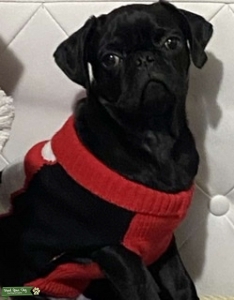 Male Pug STUD Listing Image