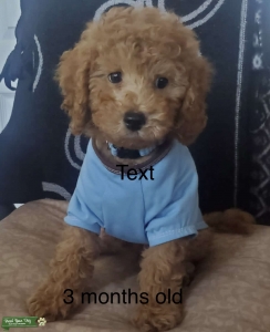 Miniature Poodle Listing Image