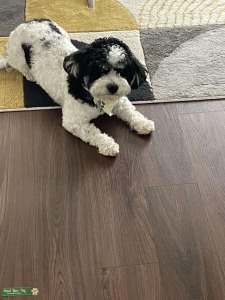 Bichon frise mixed with shitzu Listing Image