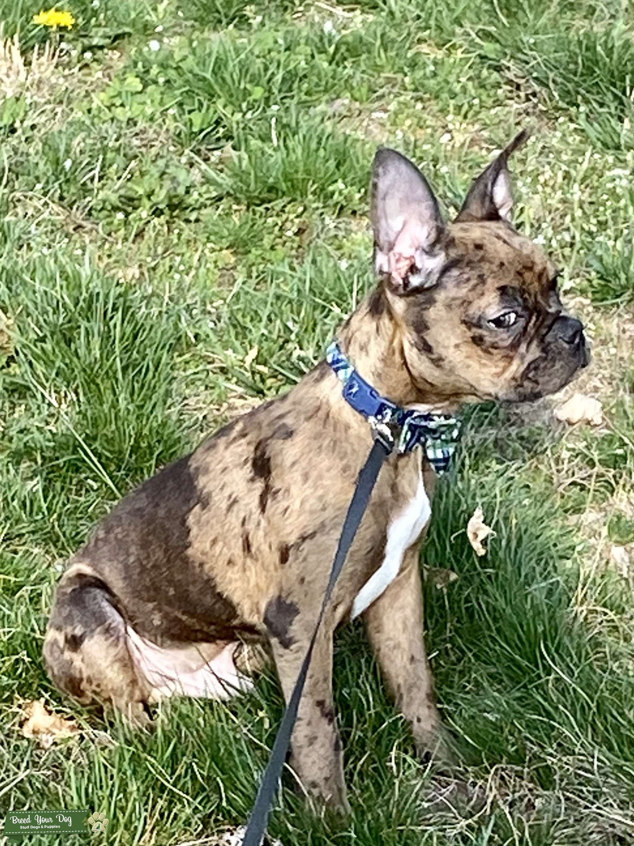 Beautiful Merle Frenchton (French bulldog/Boston mix) ready to stud