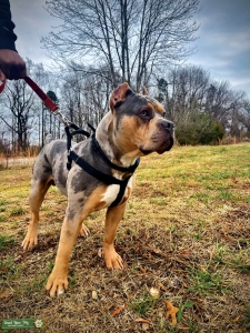 American XL Bully Listing Image