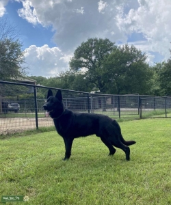 AKC German Shepherd Stud Listing Image