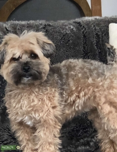 4 pound Havapoo looking for Boyfriend! Listing Image