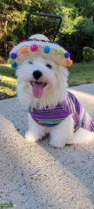 All white Maltese Puppy Listing Image