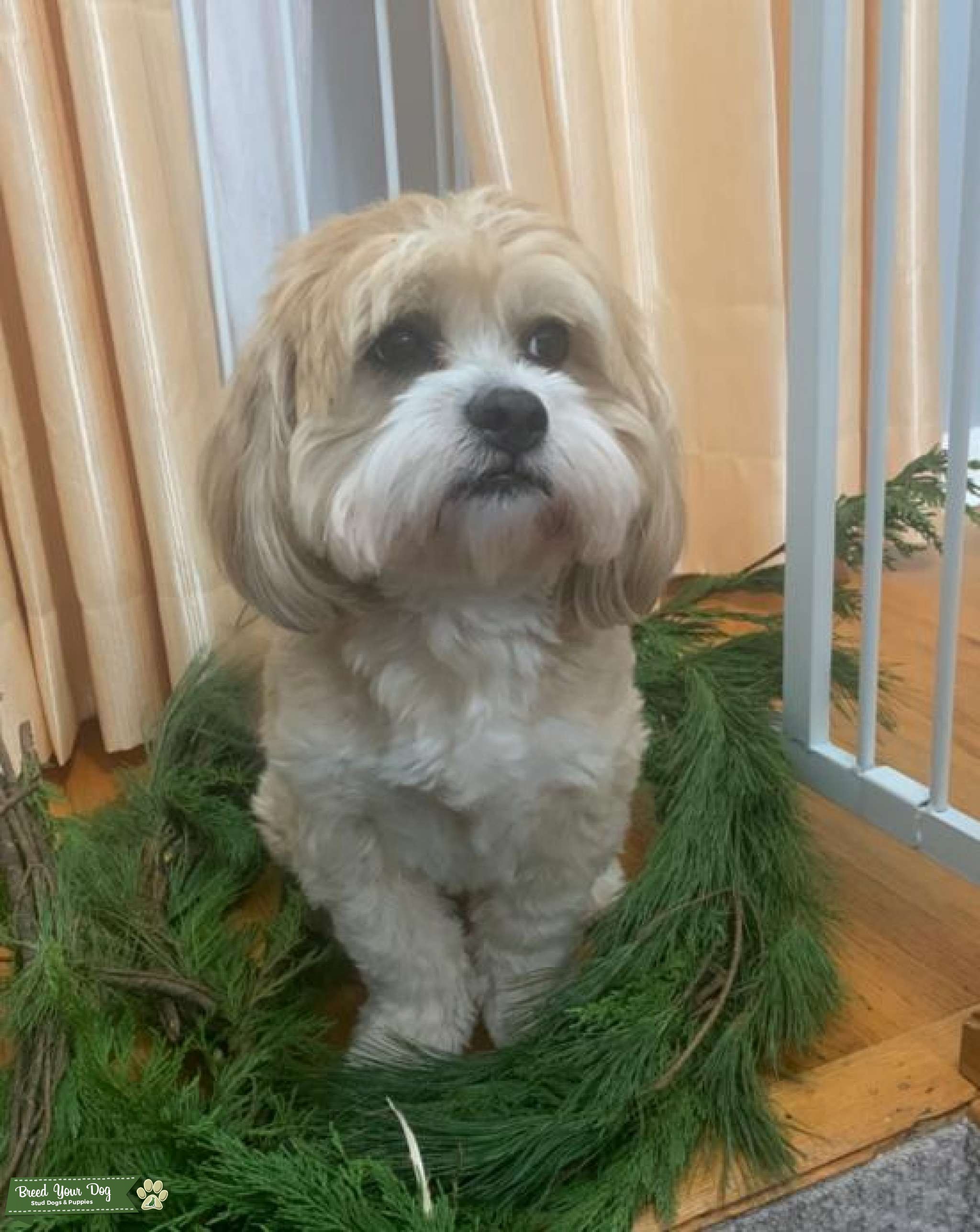 Lhasa Apso looking continue his line Stud Dog in New Jersey , United