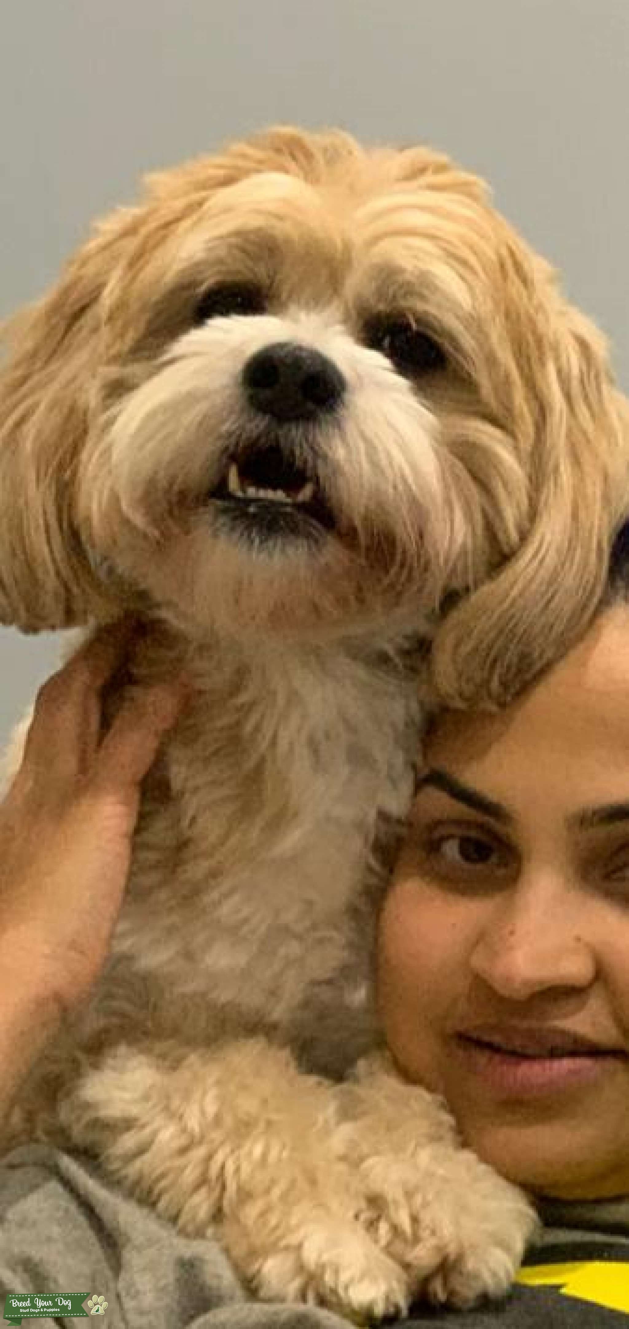 Lhasa Apso looking continue his line Stud Dog in New Jersey , United