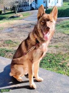 Shepsky Stud Listing Image