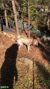 Cafe au lait Standard Poodle Listing Image