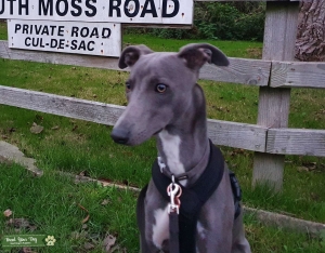 Stud blue whippet Listing Image
