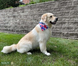 English Cream Golden Retriever Uels Listing Image
