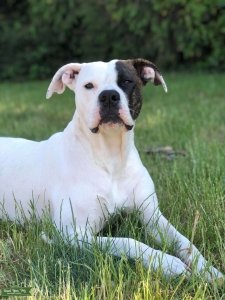American Bulldog Listing Image