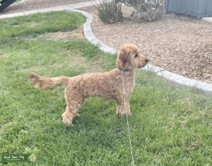 Irish doodle stud Listing Image