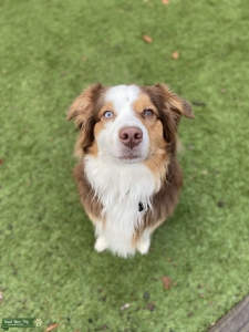 Red tri . Looking for full bred Aussie  Listing Image