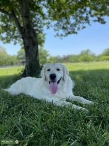 AKC English Cream Retriever looking for a female! Listing Image