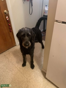 F1 black/white labradoodle  Listing Image
