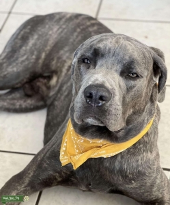 Brindle Gray Cane Corso Listing Image
