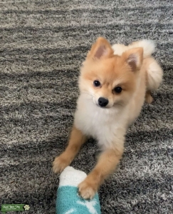 Stud Long-haired orange Pomeranian Listing Image