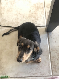 Stud Miniature Dachshund  Listing Image