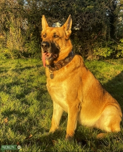German Shepherd Male for Stud!!!! Listing Image