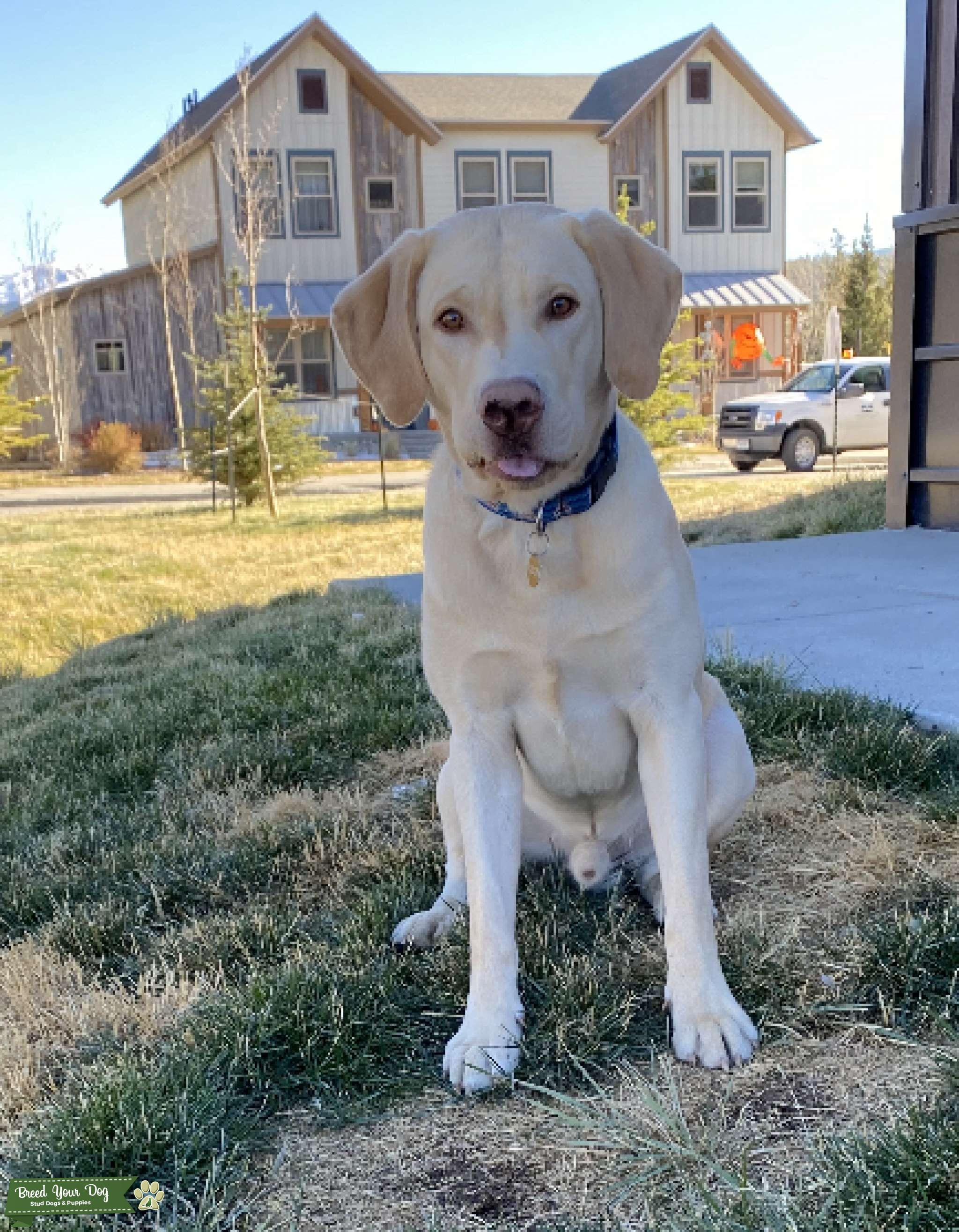 Yellow Lab Stud Stud Dog in Colorado, the United States Breed Your Dog