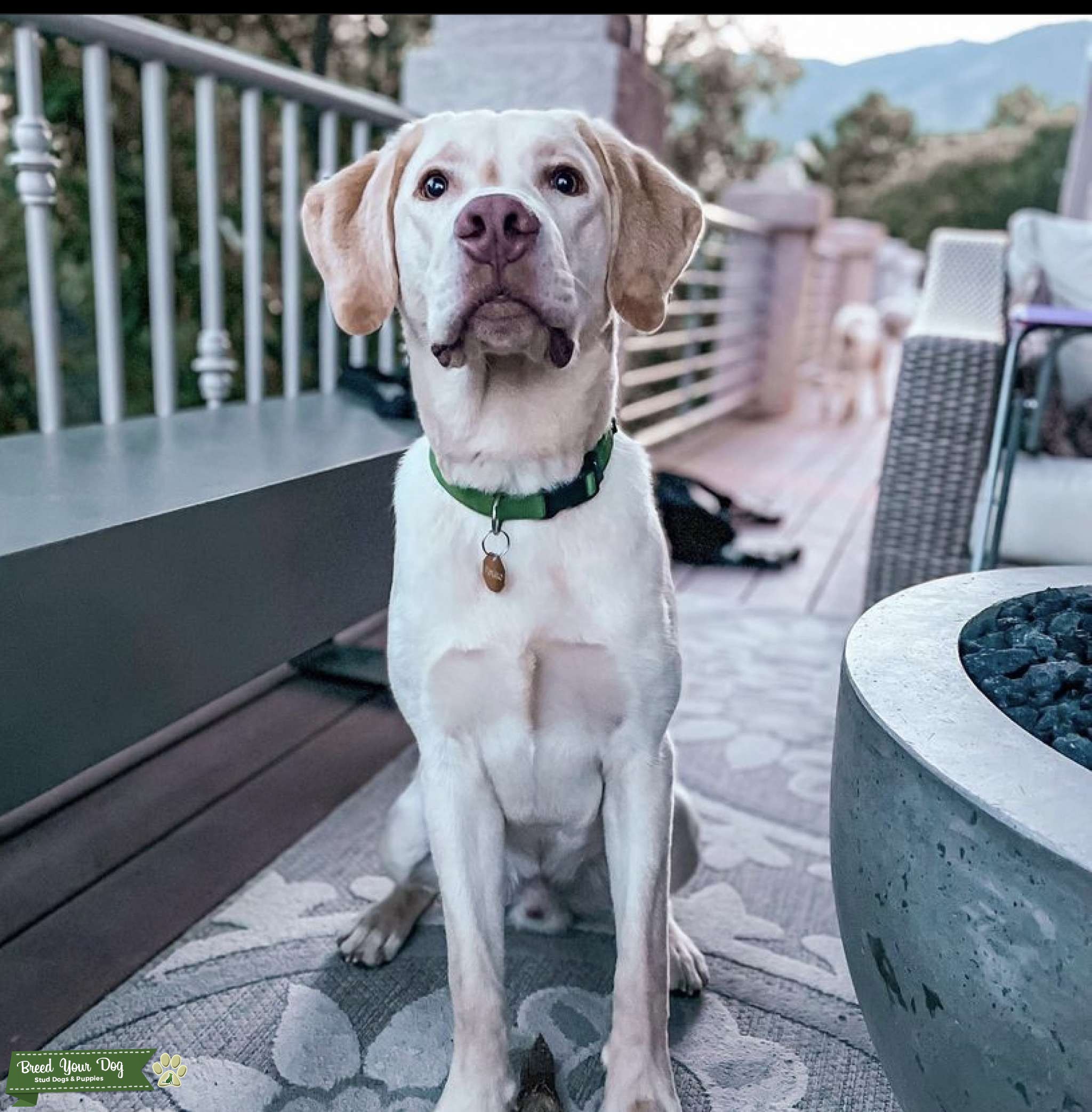Yellow Lab Stud Stud Dog in Colorado, the United States Breed Your Dog