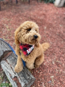 Cali-Doodle Stud Listing Image