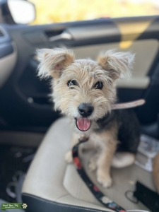 Parti yorkipoo Listing Image