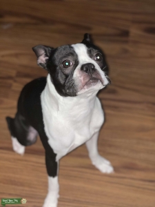 Boston Terrier Listing Image