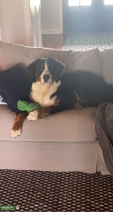 Bernese Mountain Dog Listing Image